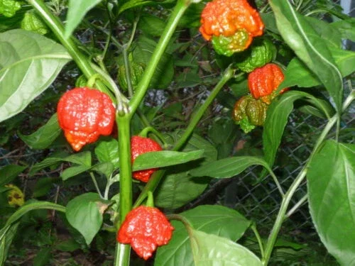 1000 Trinidad Moruga Scorpion Red Pepper Seeds - World's Hottest Chili - Image 2