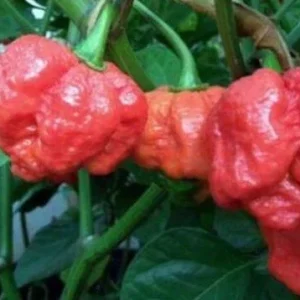 1000 Trinidad Moruga Scorpion Red Pepper Seeds - World's Hottest Chili Seeds - Image 1