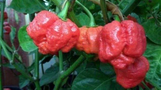 1000 Trinidad Moruga Scorpion Red Pepper Seeds - World's Hottest Chili - Image 1
