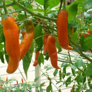 Aji Amarillo Chili Powder Sample 2.3 Grams - Peruvian Spice for Cooking - Image 2