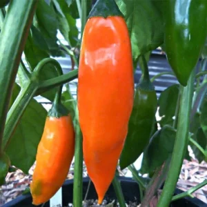 Aji Amarillo Chili Powder Sample 2.3 Grams - Peruvian Spice for Cooking - Image 3