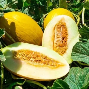 Amarillo Oro Melon Seeds - Winter Canary Yellow Gold Melon - 25, 100, 200 Seeds - Image 2