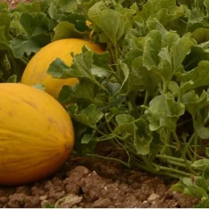 Amarillo Oro Melon Seeds - Winter Canary Yellow Gold Melon Seeds - Image 1