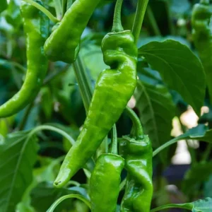 Anaheim Chili Hot Pepper Seeds - Heirloom, Drought Tolerant, 25-4000 Seed Packs - Image 4