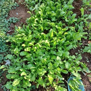Arugula Roquette Rocket Seeds - Heirloom Vegetable Garden Seeds - 200 to 32,000 Seeds - Image 2