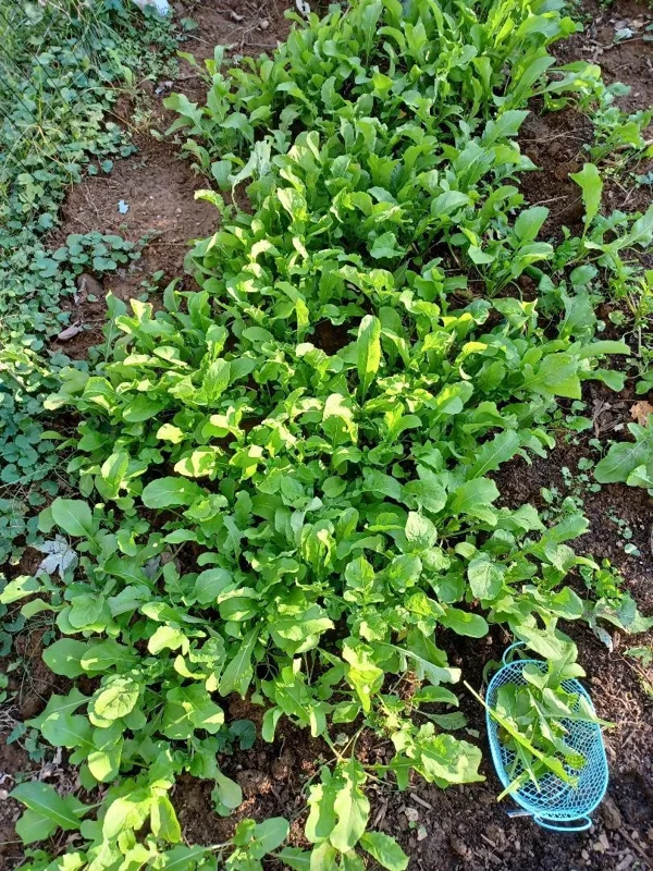 Arugula Roquette Rocket Seeds - Heirloom Vegetable Seeds - 200 to 32,000 Seed Pack - Image 2
