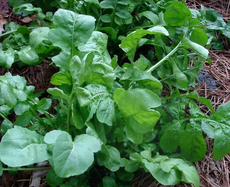 Arugula Roquette Rocket Seeds - Heirloom Vegetable Seeds - 200 to 32,000 Seed Pack - Image 3
