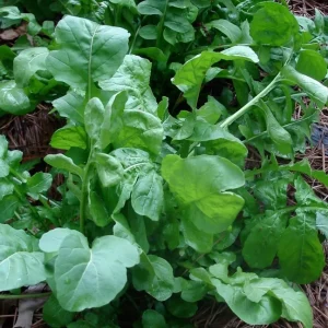 Arugula Roquette Rocket Seeds - Heirloom Vegetable Seeds - 200 to 32,000 Seed Pack - Image 1