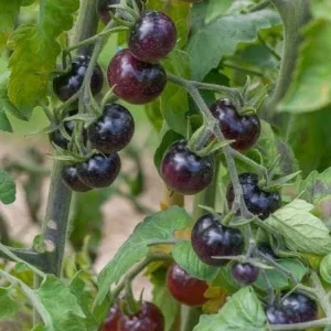 Blue Berries Tomato Live Seedlings - 3 Pack, 4-7 inch Rare Tomato Plants Outdoor - Image 2