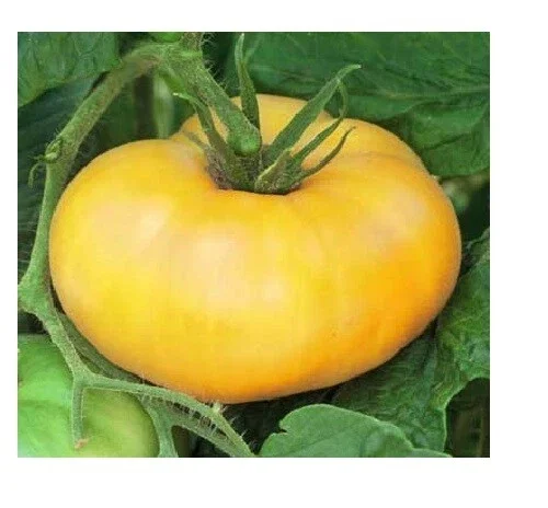 Brandywine Tomato Seeds Combo - Yellow, Red, Black, Pink Varieties - 120 Total Seeds - Image 2