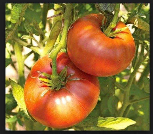 Brandywine Tomato Seeds Combo - Yellow, Red, Black, Pink Varieties - 120 Total Seeds - Image 3