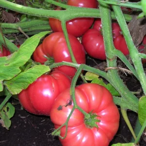 Brandywine Tomato Seeds Combo - Yellow, Red, Black, Pink - 120 Total Seeds (30 Each Variety) - Rare Beefsteak Slicing Heirloom - Image 4