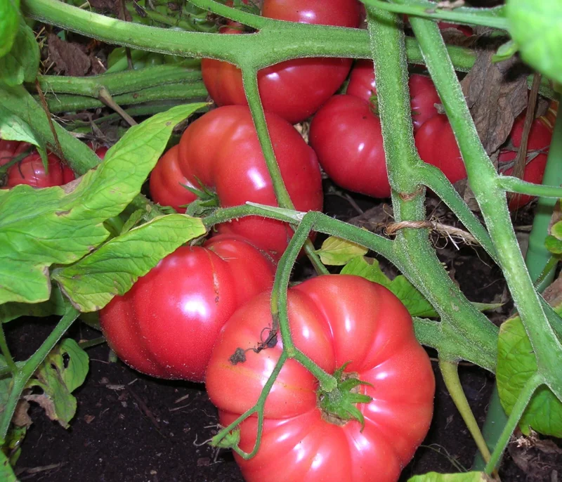 Brandywine Tomato Seeds Combo - Yellow, Red, Black, Pink Varieties - 120 Total Seeds - Image 4