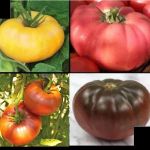 Brandywine Tomato Seeds Combo - Yellow, Red, Black, Pink - 120 Total Seeds (30 Each Variety) - Rare Beefsteak Slicing Heirloom - Image 1