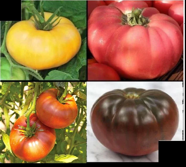 Brandywine Tomato Seeds Combo - Yellow, Red, Black, Pink Varieties - 120 Total Seeds - Image 1