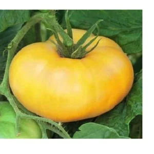 Brandywine Tomato Seeds Mix - Yellow, Red, Black, Pink - 120 Total Seeds (30 Each) - Image 2