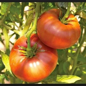 Brandywine Tomato Seeds Mix - Yellow, Red, Black, Pink - 120 Total Seeds (30 Each) - Image 3