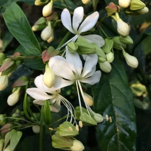 Bridal Veil Clerodendrum Live Plant - Stunning White Pendulous Blooms, 5-8