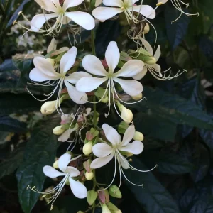 Bridal Veil Clerodendrum Live Plant - Stunning White Pendulous Blooms, 5-8