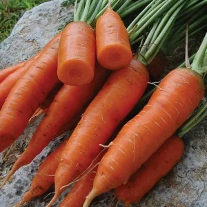 Carrot Seeds Combo Pack - Atomic Red, Chantenay, Purple Dragon, Solar Yellow, Nantes - Vegetable Seeds for Garden - Image 8