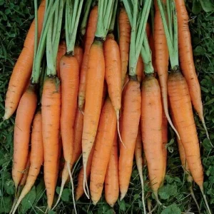 Carrot Seeds Combo Pack - Atomic Red, Purple Dragon, Solar Yellow, Nantes - Image 6