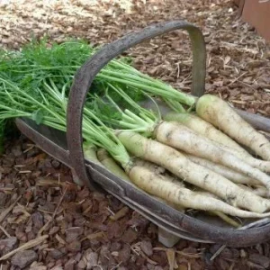Carrot Seeds Combo Pack - Atomic Red, Purple Dragon, Solar Yellow, Nantes Annual Vegetable Seeds for Garden - Image 7