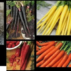 Carrot Seeds Combo Pack - Atomic Red, Purple Dragon, Solar Yellow, Nantes, Chantenay Core - Vegetable Seeds for Outdoor Gardening - Image 1