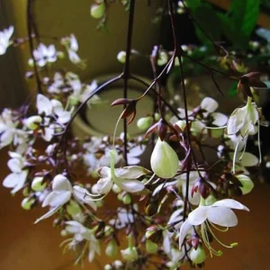 Chains of Glory Live Plant – Clerodendrum Wallichii – 4-6 Inch Tall - Image 2