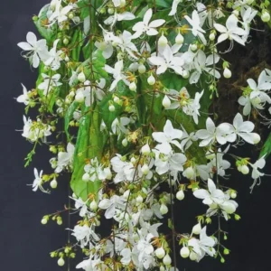 Chains of Glory Live Plant – Clerodendrum Wallichii – 4-6 Inch Tall - Image 3