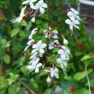 Chains of Glory Live Plant – Clerodendrum Wallichii – 4-6 Inch Tall - Image 4