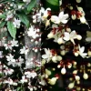 Chains of Glory Live Plant – Clerodendrum Wallichii – 4-6 Inch Tall - Image 1