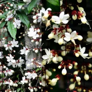 Chains of Glory Live Plant – Clerodendrum Wallichii – 4-6 Inch Tall - Image 1