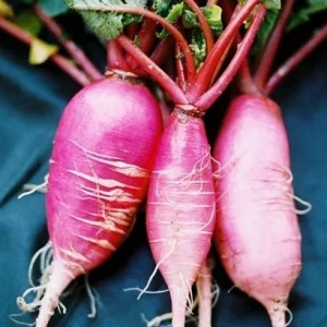 China Rose Radish Seeds - Winter Microgreens - Cold Hardy - 100 to 5000 Seeds - Image 2