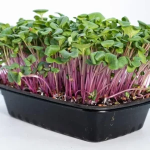 China Rose Radish Seeds - Winter Microgreens - Cold Hardy - 100 to 5000 Seeds - Image 3