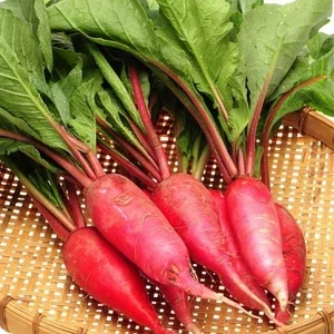 China Rose Radish Seeds - Winter Radish & Microgreens - Cold Hardy (100-5000 Seeds) - Image 1