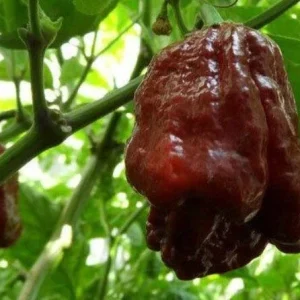 Chocolate Moruga Chili Powder Sample - 8.5 Grams - World Record Hottest Spice - Image 2