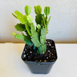 Christmas Cactus Live Plant – Schlumbergera x buckleyi – 4-inch Pot – Indoor - Image 10