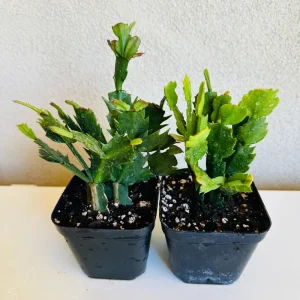 Christmas Cactus Live Plant – Schlumbergera x buckleyi – 4-inch Pot – Indoor - Image 2