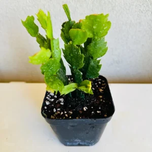 Christmas Cactus Live Plant – Schlumbergera x buckleyi – 4-inch Pot – Indoor - Image 3