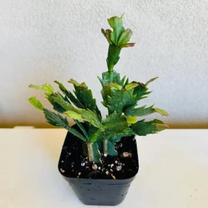 Christmas Cactus Live Plant – Schlumbergera x buckleyi – 4-inch Pot – Indoor - Image 4