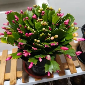 Christmas Cactus Live Plant – Schlumbergera x buckleyi – 4-inch Pot – Indoor - Image 5