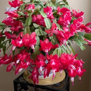 Christmas Cactus Live Plant – Schlumbergera x buckleyi – 4-inch Pot – Indoor - Image 6