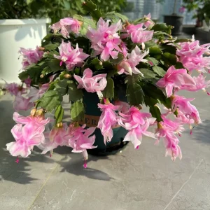Christmas Cactus Live Plant – Schlumbergera x buckleyi – 4-inch Pot – Indoor - Image 7