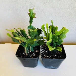 Christmas Cactus Live Plant – Schlumbergera x buckleyi – 4-inch Pot – Indoor - Image 8