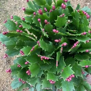 Christmas Cactus Live Plant – Schlumbergera x buckleyi – 4-inch Pot – Indoor - Image 9