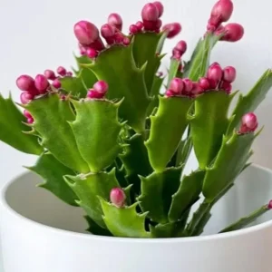 Christmas Cactus Live Plant – Schlumbergera x buckleyi – 4-inch Pot – Indoor - Image 1