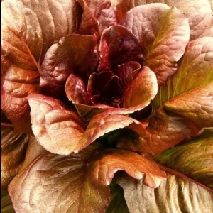 Cimmaron Red Romaine Lettuce Seeds - Bulk Heirloom Vegetable Seed Pack (500-5000 Seeds) - Image 1