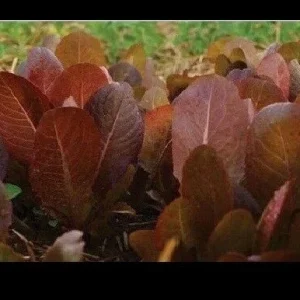 Cimmaron Red Romaine Lettuce Seeds - Heirloom, Crisp, Bulk - Image 2