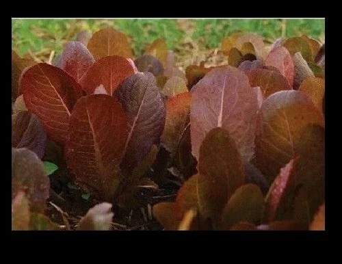 Cimmaron Red Romaine Lettuce Seeds - Heirloom, Crisp, Bulk - Image 2