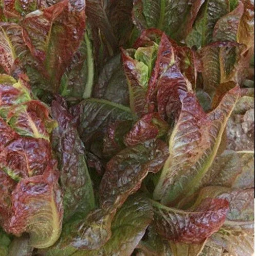 Cimmaron Red Romaine Lettuce Seeds - Heirloom, Crisp, Bulk - Image 3